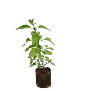Holy Basil Plant