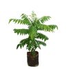 Kadi Patta Plant