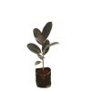 Rubber Plant