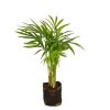 Areca Plant