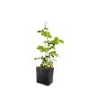 Aprajita Plant