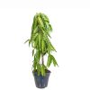Ashoka Tree Plant