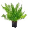 Aspragus Plant