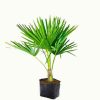 China Palm Plant