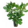 Crassula Plant