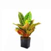 Croton Plant