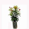 Jatropha Plant