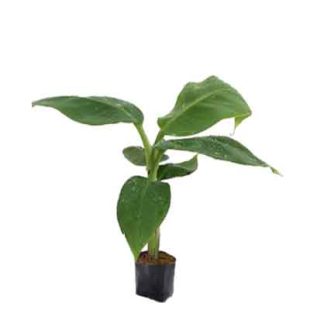 Kela