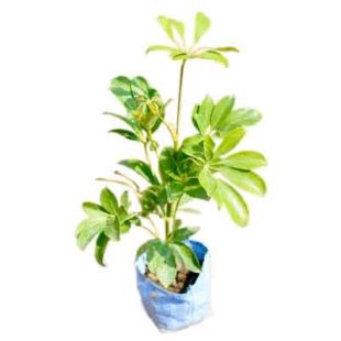 Schefflera Plant