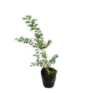 Shami Plant