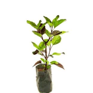 Shyama Tulsi