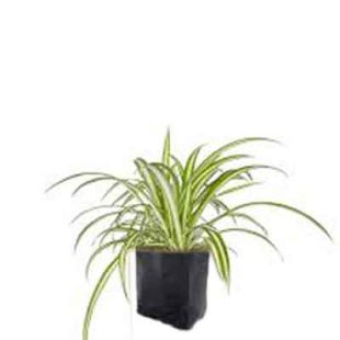 Spider Plant