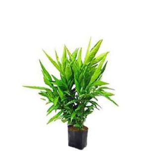 Sukh Shanti Plant