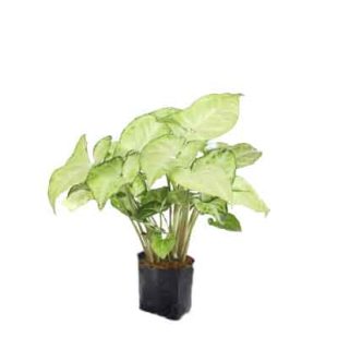 Syngonium Plant