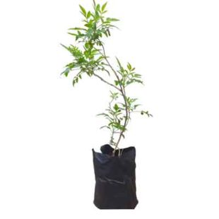 Tecoma Plant