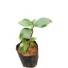 Vinca Plant