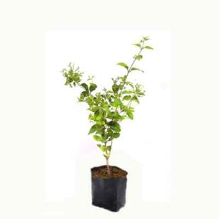 Zuhi Plant